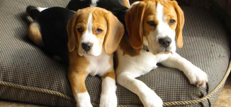 Beagle Breeders In Ga