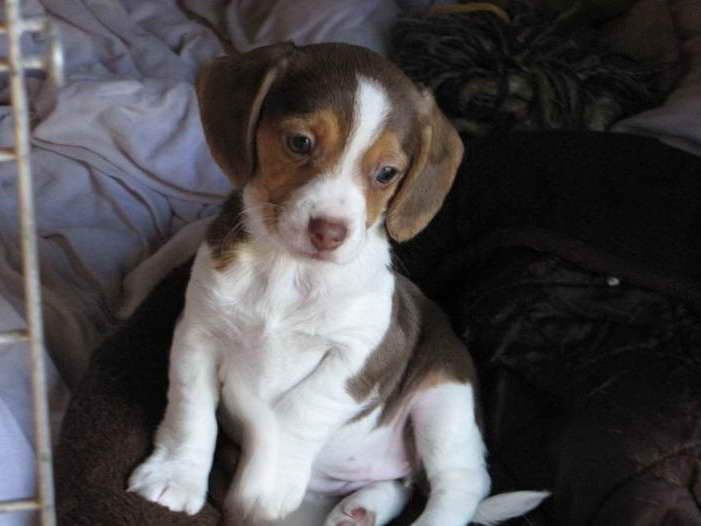 Beagle Breeders In Maryland