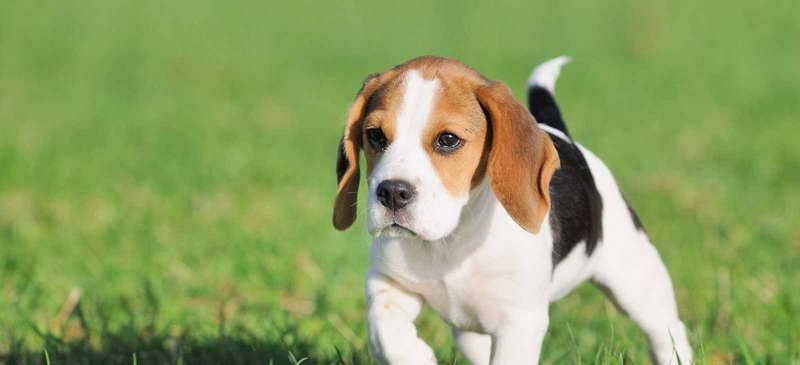 Beagle Breeders In Pa