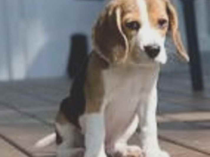 Beagle Breeders Los Angeles