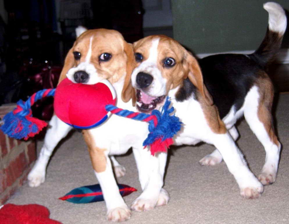 Beagle Breeders Ma