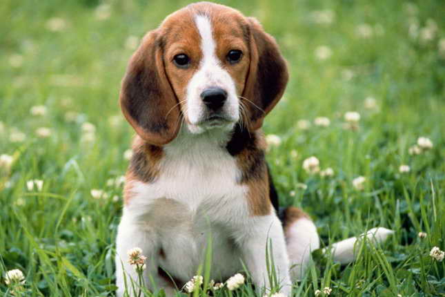 Beagle Breeders Near Me