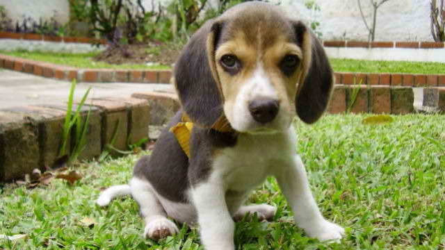 Beagle Breeders San Diego