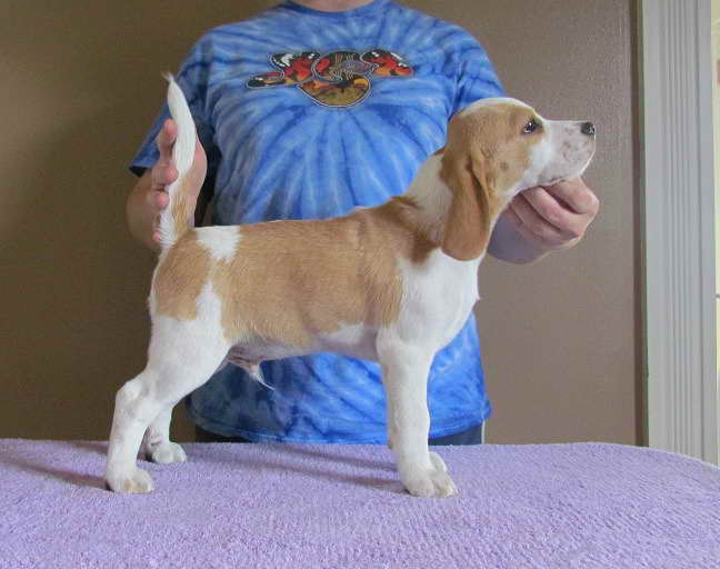 Beagle Breeders Va