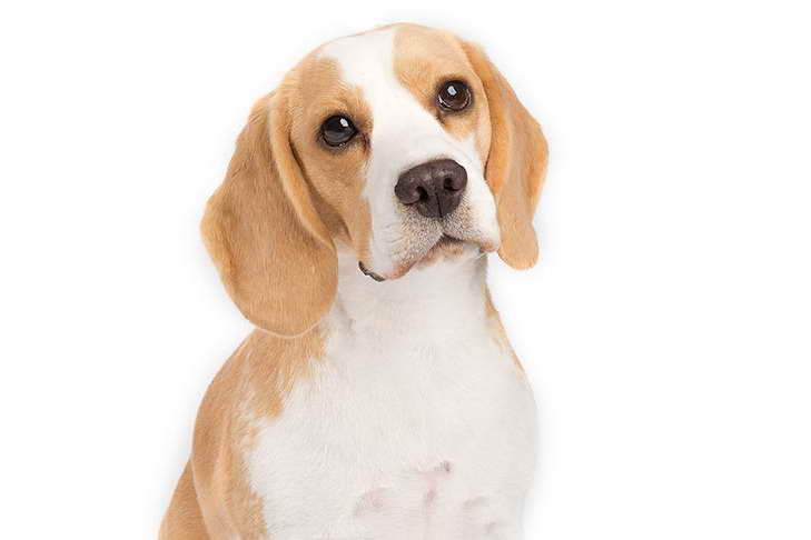 Beagle Breeds