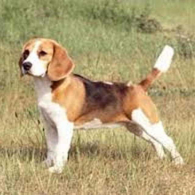 Beagle Brigade Adoption