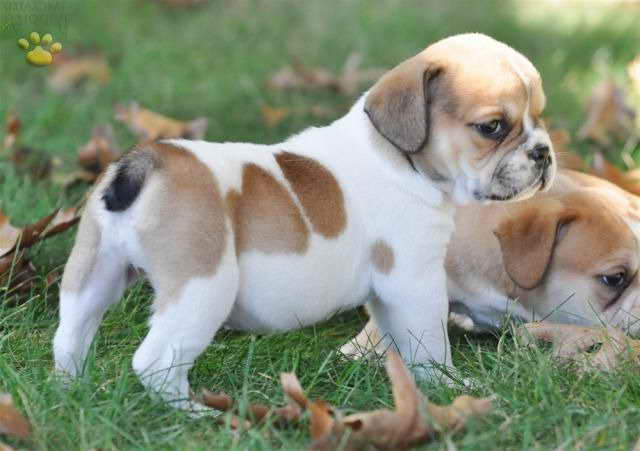 Beagle Bulldog Mix For Sale PETSIDI