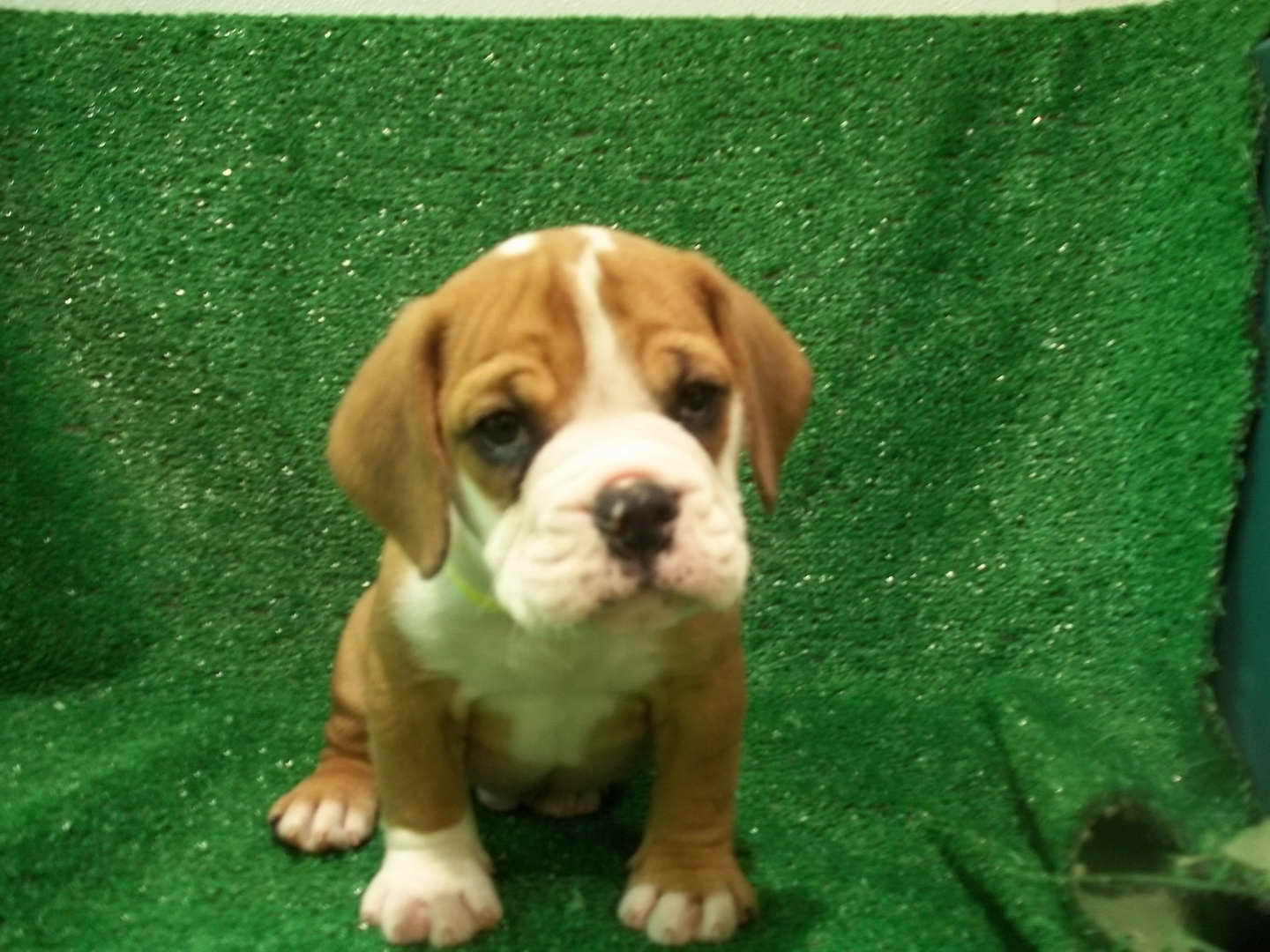 Beagle Bulldog Mix Puppies For Sale