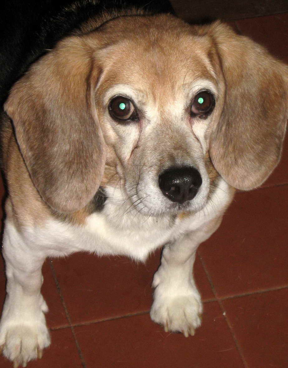 Beagle Cancer