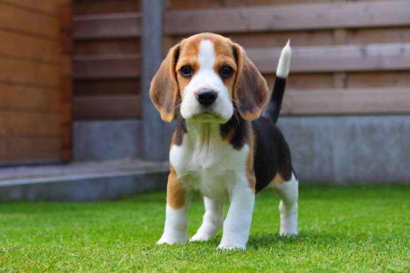 Beagle Caracteristicas