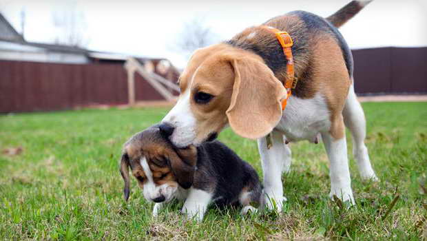 Beagle Care