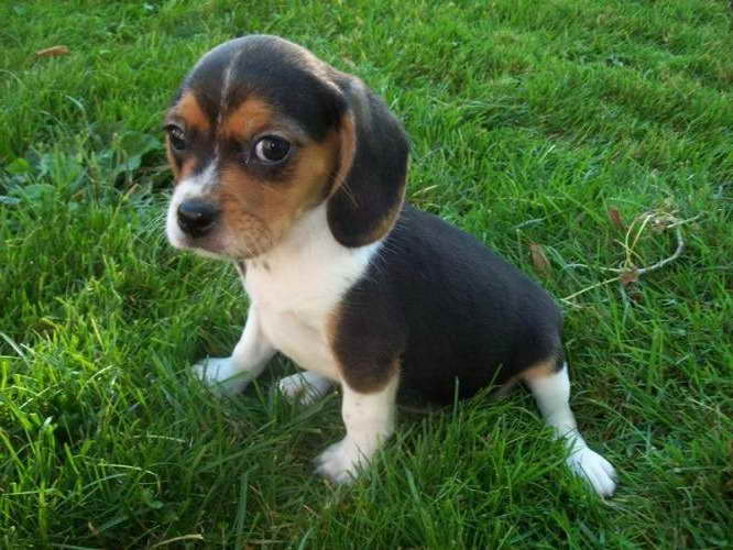 Beagle Cavalier Puppies For Sale