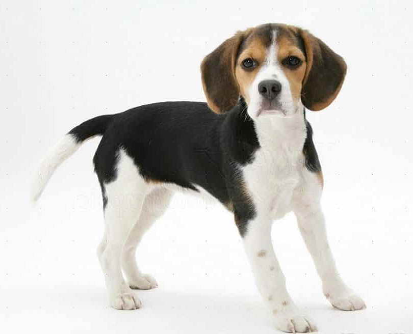 Beagle Characteristics