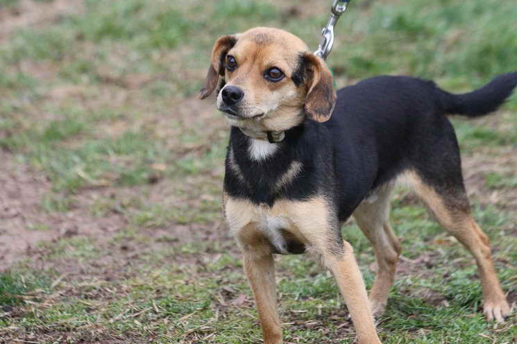 Beagle Chihuahua Mix For Sale