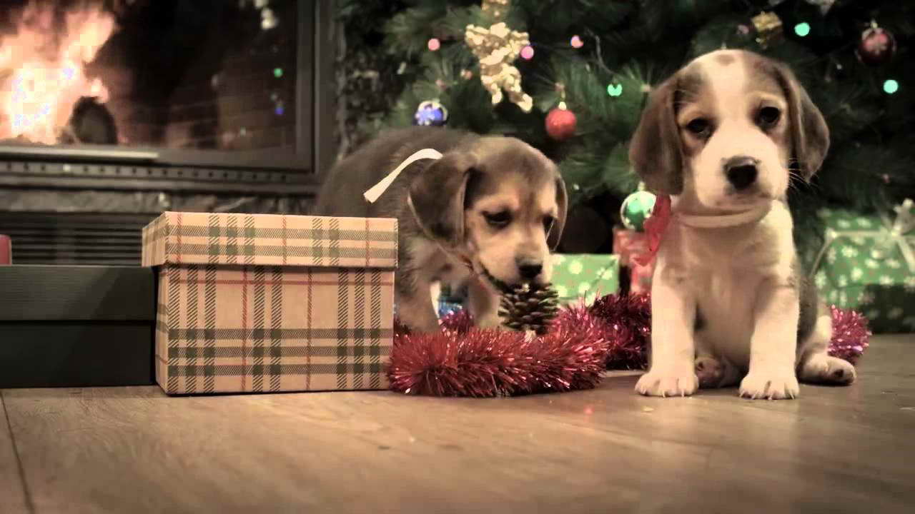 Beagle Christmas