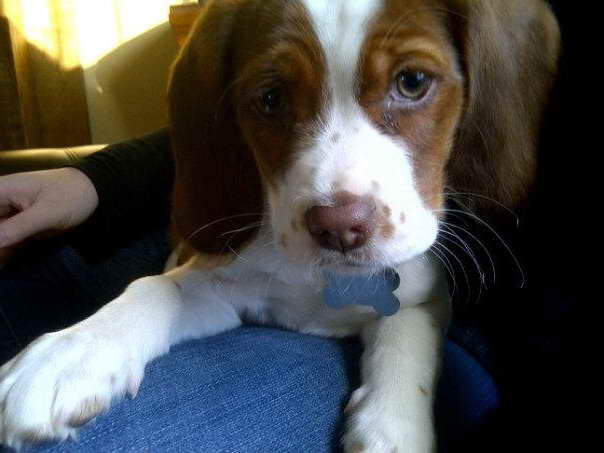 spaniel x puppies for sale