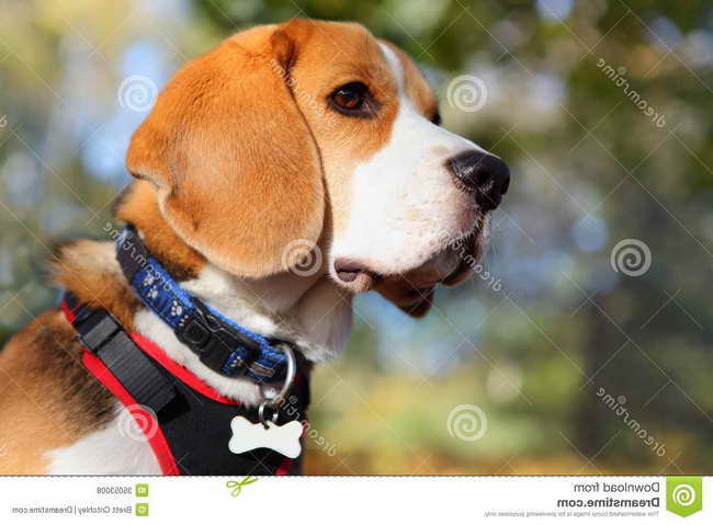 Beagle Collars