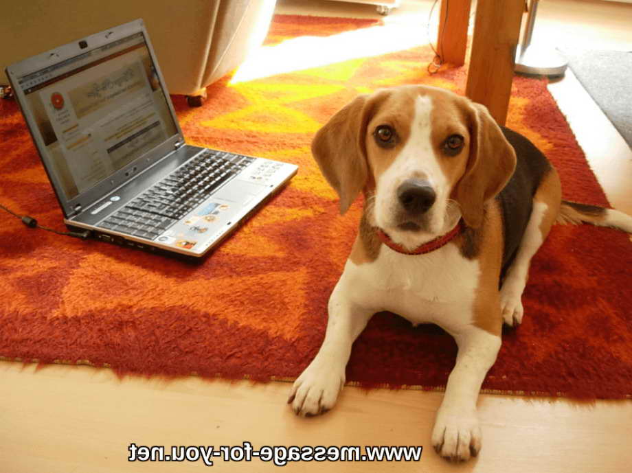 Beagle Computer