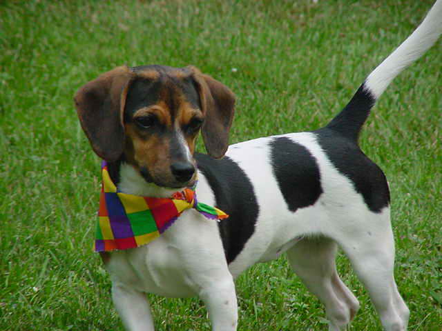 Beagle Dachshund Mix Puppies For Sale