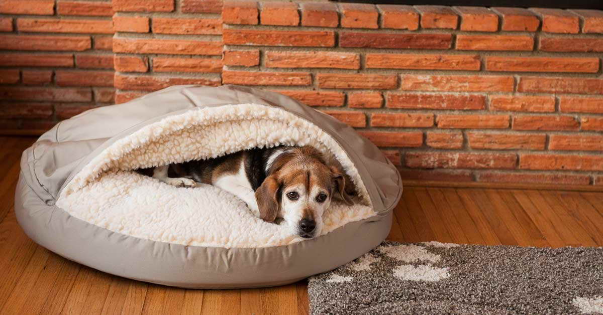 Beagle Dog Bed