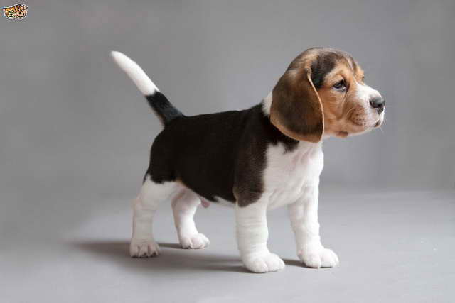 Beagle Dog Breed