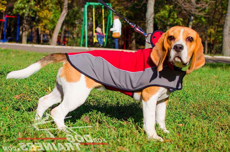 Beagle Dog Coats