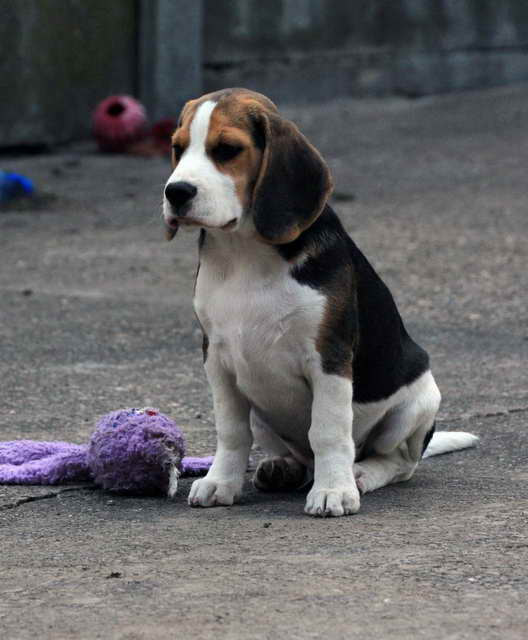 Beagle Dog For Sale