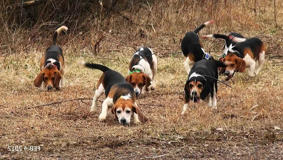 Beagle Dog Hunting