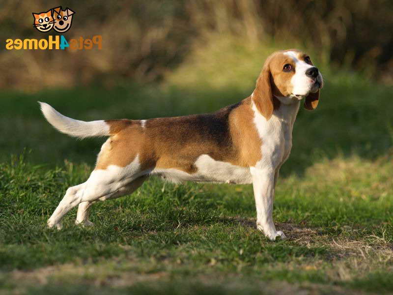 Beagle Dog Info