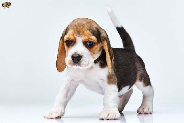 Beagle Dog Pictures