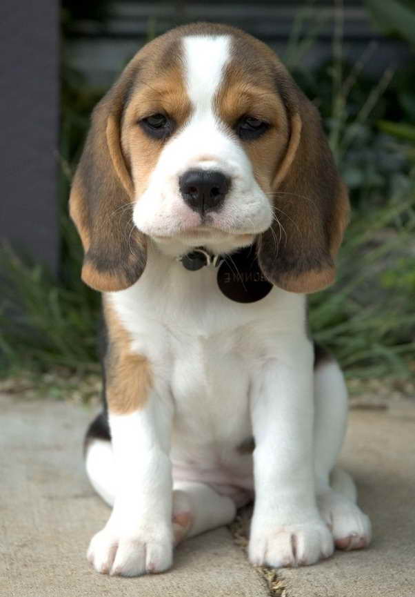 Beagle Dog Price