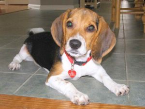 Beagle Dog Rescue