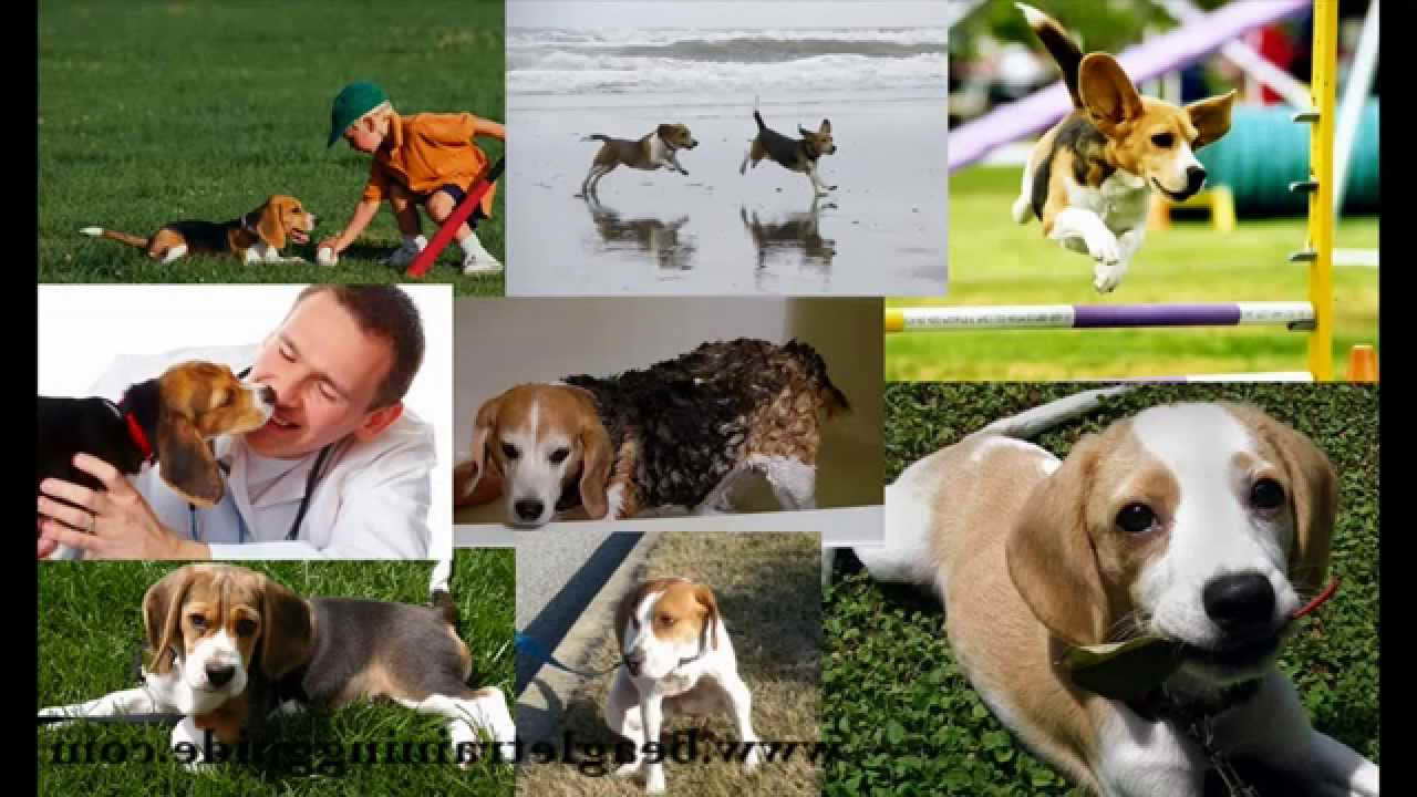 Beagle Dog Training