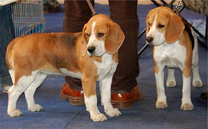 Beagle Dogs For Adoption