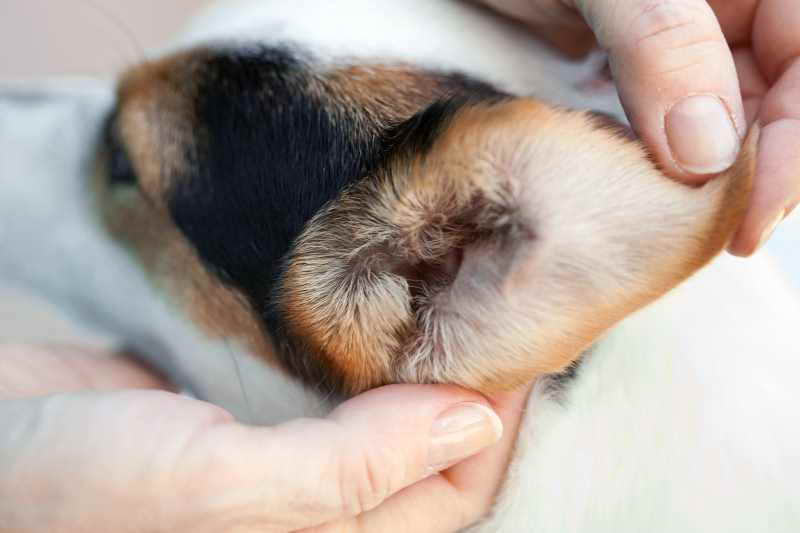 Beagle Ear Infection