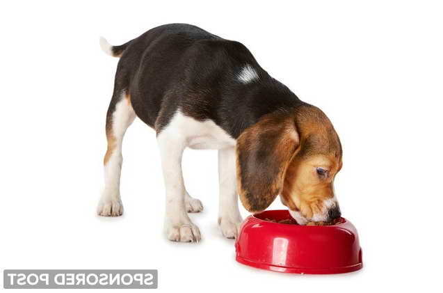 Beagle Feeding