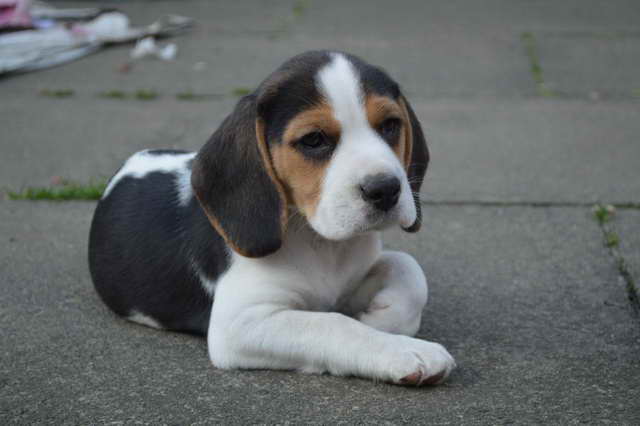 Beagle Female Puppies For Sale