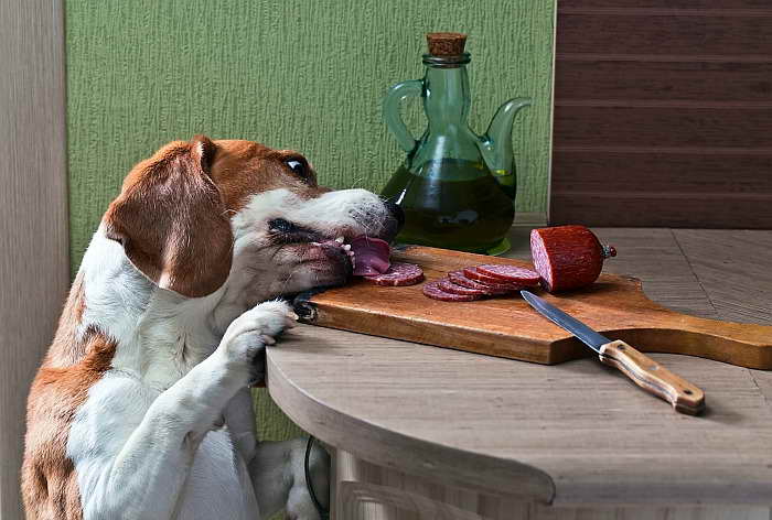 Beagle Food