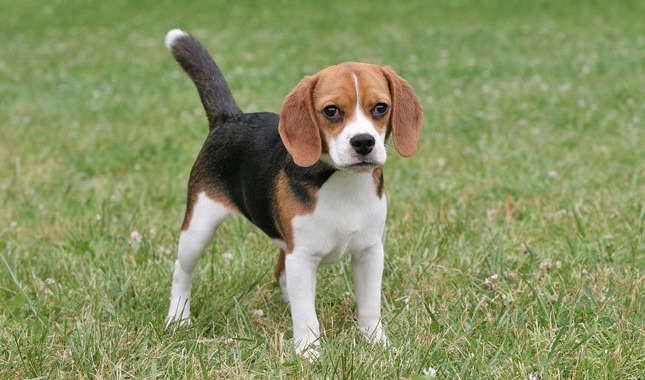 Beagle Full Grown Information PETSIDI