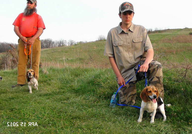 Beagle Gun Dog