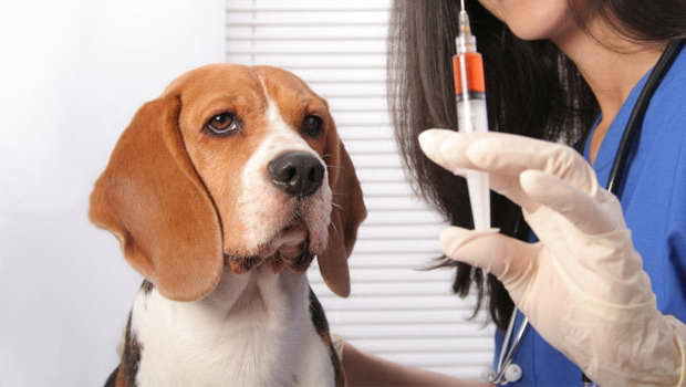 Beagle Health