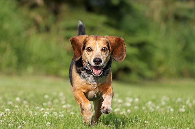 Beagle Hound Dog