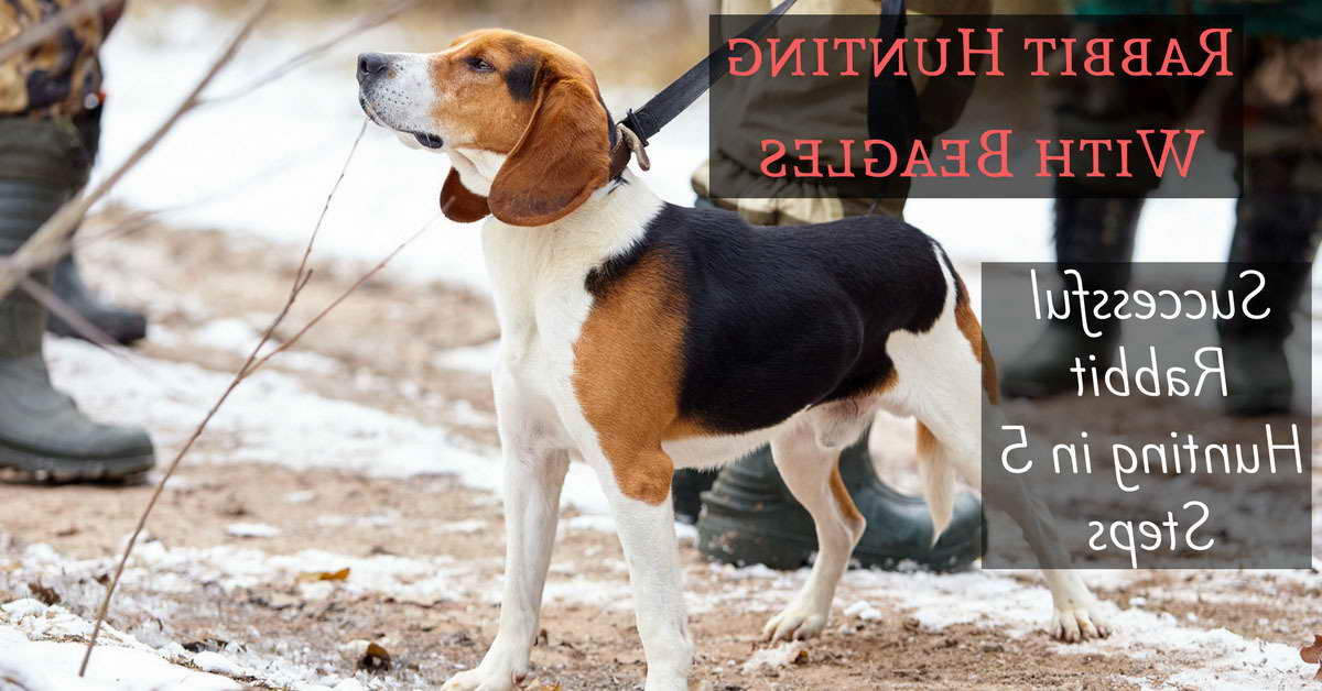 Beagle Hunting Gear