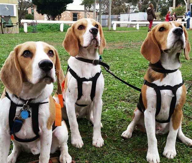 Beagle Hunting Supplies