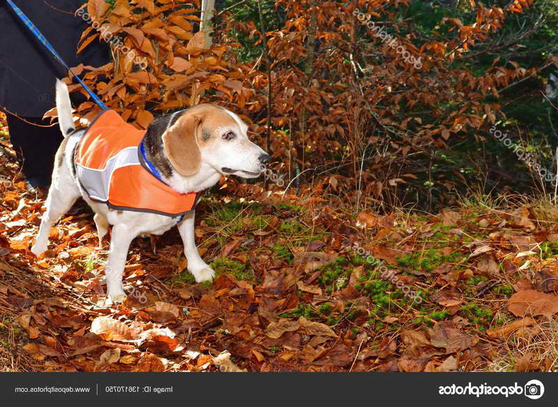 Beagle Hunting Vest