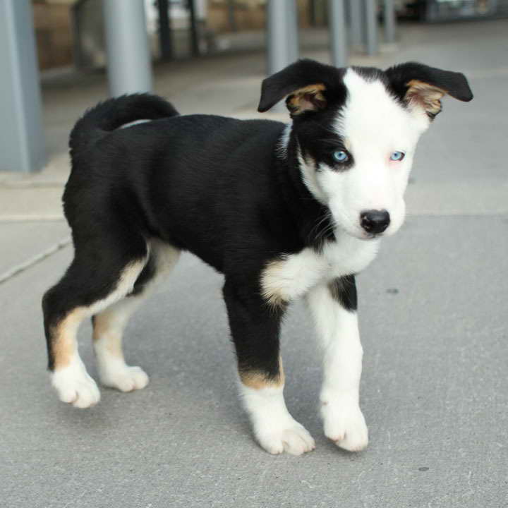 Beagle Husky Mix Puppies For Sale