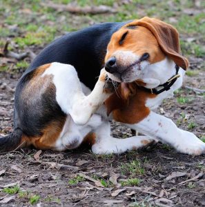 Beagle Itchy Skin