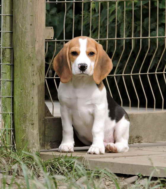 Beagle Kennel