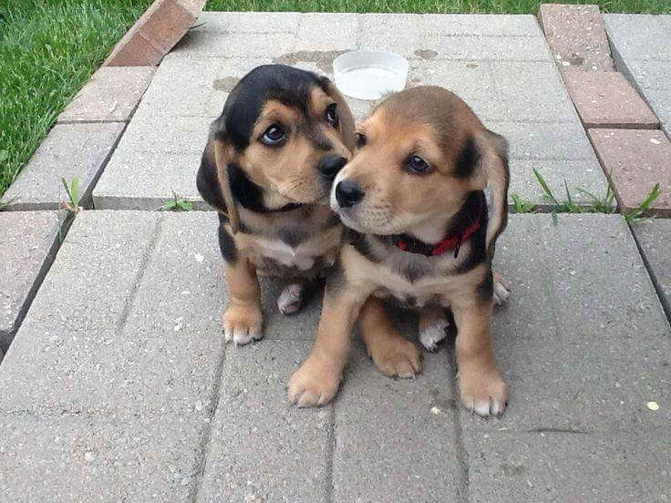 Beagle Lab Mix For Sale