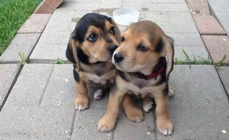 Beagle Lab Mix Puppies For Sale